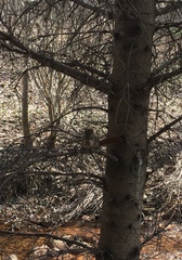 Tamiasciurus hudsonicus