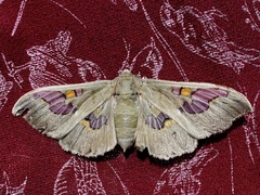Siga pyronia