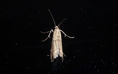 Orocrambus cyclopicus