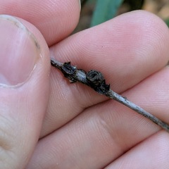 Kokkocynips difficilis