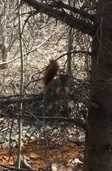 Tamiasciurus hudsonicus