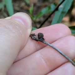 Kokkocynips difficilis