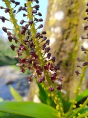 Mycaranthes latifolia
