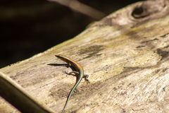 Emoia cyanura