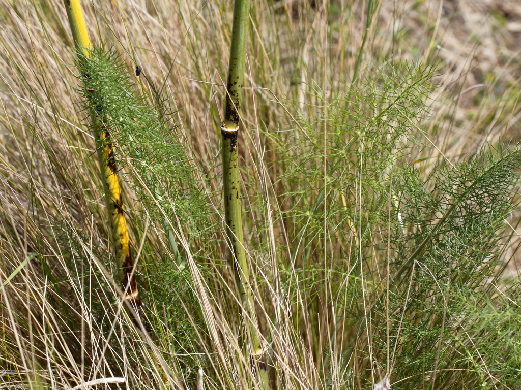fennel from Murgheboluc VIC 3218, Australia on October 11, 2021 at 12