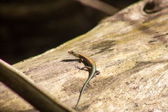 Emoia cyanura