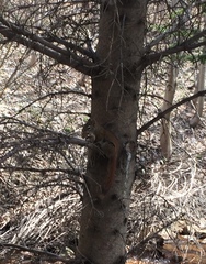 Tamiasciurus hudsonicus