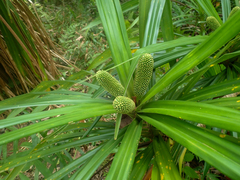 Pandanaceae