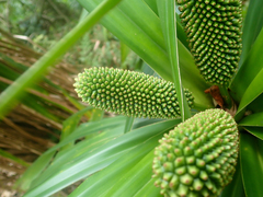 Pandanaceae