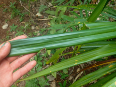 Pandanaceae