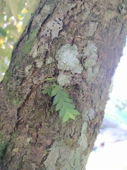 Dendrobium sagittatum