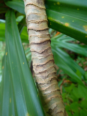 Pandanaceae