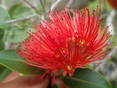 Metrosideros collina