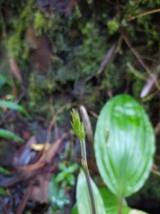 Plocoglottis