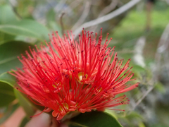 Metrosideros collina