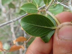Metrosideros collina