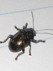 Dermorhytis kandyensis