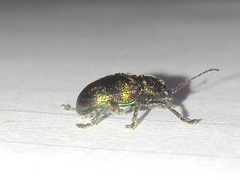 Dermorhytis kandyensis