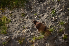 Daptrius megalopterus