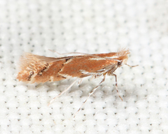 Cremastobombycia solidaginis