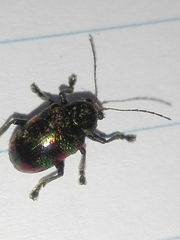 Dermorhytis kandyensis