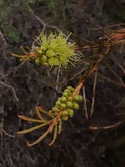 Melaleuca linearis acerosa