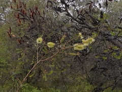 Melaleuca linearis acerosa