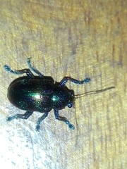 Dermorhytis kandyensis