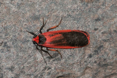 Scoliacma bicolora