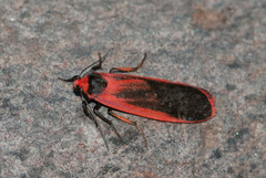 Scoliacma bicolora