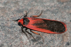 Scoliacma bicolora