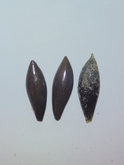 Najas flexilis