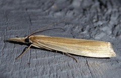 Orocrambus angustipennis