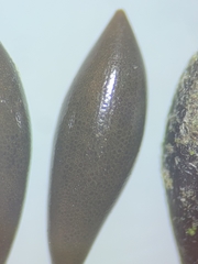 Najas flexilis