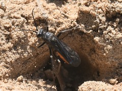 Sericopompilus neotropicalis