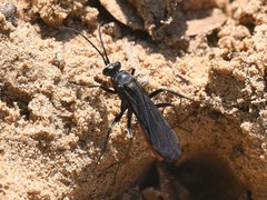 Sericopompilus neotropicalis