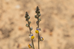 Monnina philippiana