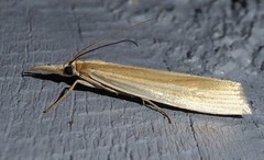 Orocrambus angustipennis