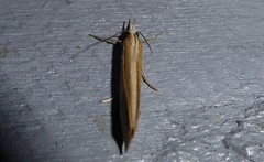 Orocrambus angustipennis