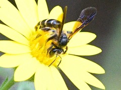 Andrena fulvipennis