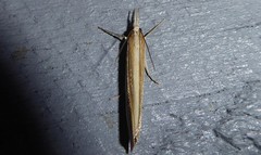 Orocrambus angustipennis
