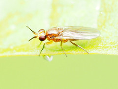 Ceratobarys eulophus