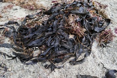 Eisenia arborea