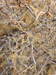 Coleogyne ramosissima