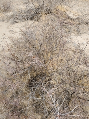 Coleogyne ramosissima