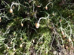 Chrysocephalum baxteri