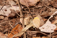 Eurema herla