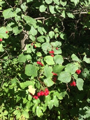 Crataegus macracantha