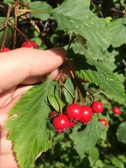 Crataegus macracantha