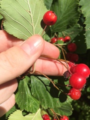 Crataegus macracantha